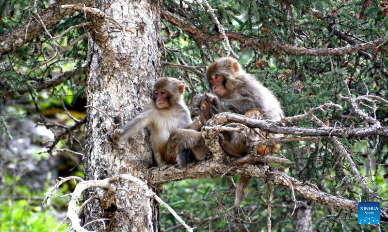 Photo taken on July 11, 2022 shows Tibetan macaques in a forest farm in Baizha Township of Nangqian County, Yushu Tibetan Autonomous Prefecture, northwest China's Qinghai Province. (Xinhua/Liu Zexing)