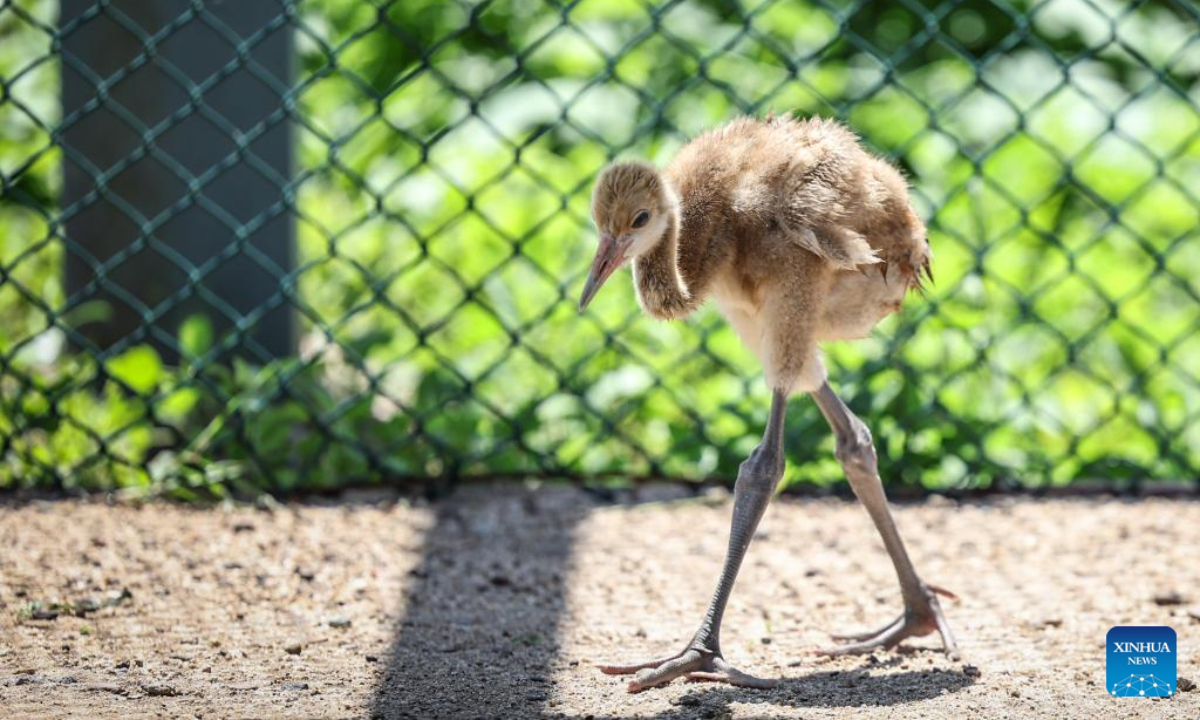 A baby red-crowned crane is pictured in a crane breeding and protection station under the Forestry and Wetland Protection Service Center in Panjin City, northeast China's Liaoning Province, July 14, 2022. Photo:Xinhua