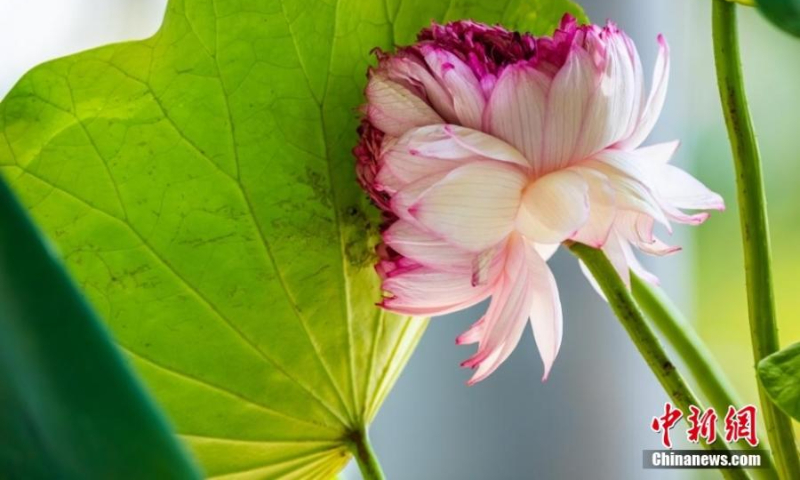 A thousand-petal lotus flower is in full bloom at Xuanwu Lake park in Nanjing, east China's Jiangsu Province, July 13, 2022. (Photo: China News Service/Chang Cheng)