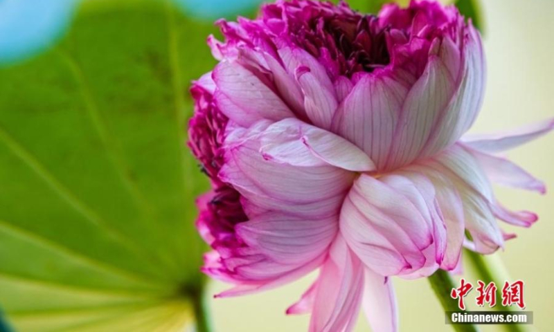 A thousand-petal lotus flower is in full bloom at Xuanwu Lake park in Nanjing, east China's Jiangsu Province, July 13, 2022. (Photo: China News Service/Chang Cheng)