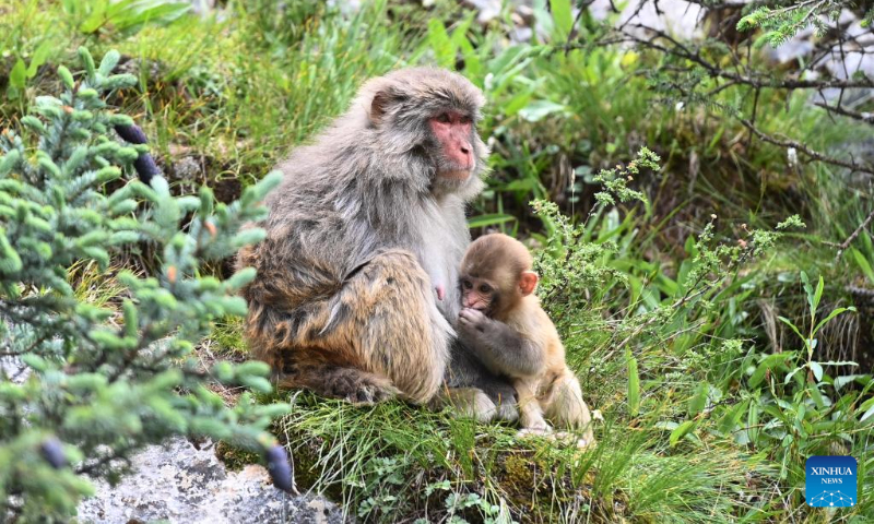 Photo taken on July 11, 2022 shows Tibetan macaques in a forest farm in Baizha Township of Nangqian County, Yushu Tibetan Autonomous Prefecture, northwest China's Qinghai Province. (Xinhua/Fan Peishen)