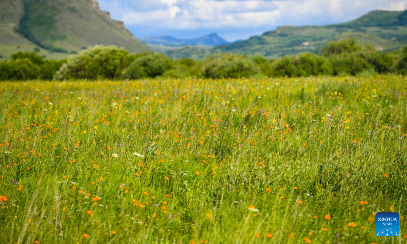 Photo taken on July 19, 2022 shows the grassland in West Ujimqin Banner of Xilingol League, north China's Inner Mongolia Autonomous Region. (Xinhua/Ren Junchuan)