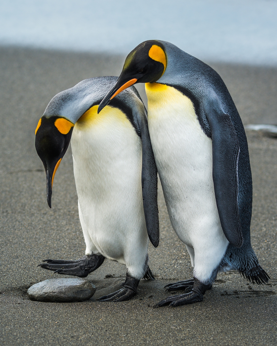 Two penguins stand over a rock.  Photo: VCG