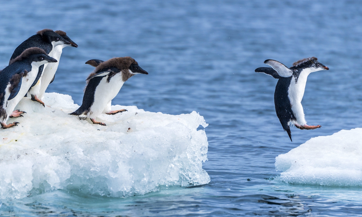 A waddle of penguins queue in an orderly fashion as they leap through the air hopping from one ice floe to another. Photo: VCG