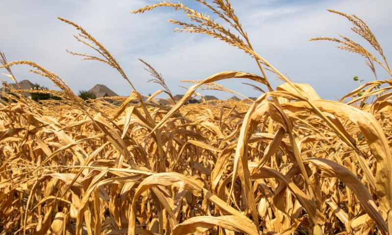 Photo taken on July 21, 2022 shows a sun-scorched cornfield in Allen, Texas, the United States. Most parts of Texas have been experiencing extreme hot and dry weather since June. Besides causing physical discomfort and inconvenience, heat and drought has significantly strained water and power supplies in many localities.  Photo: Xinhua