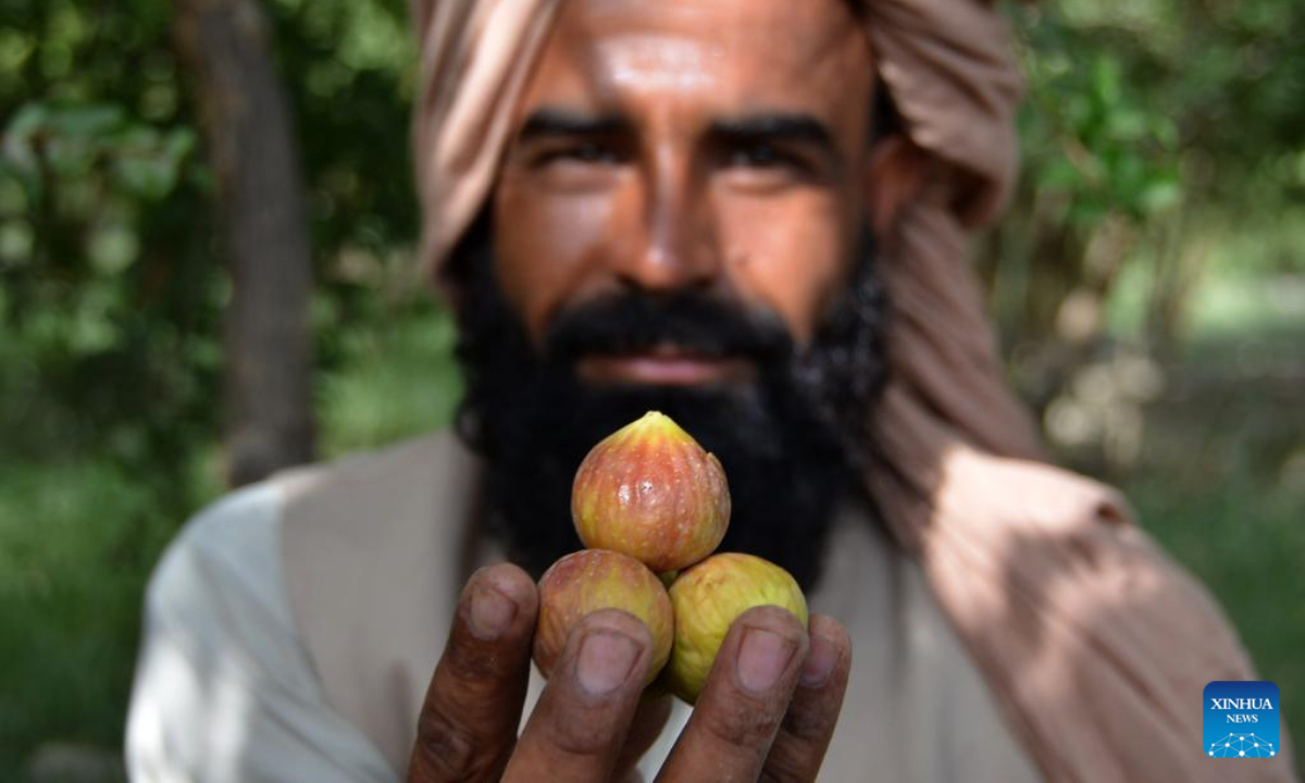 Figs harvested in Kandahar province, Afghanistan - Global Times