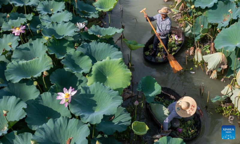 silkweed farm spot golden lotus farming spot