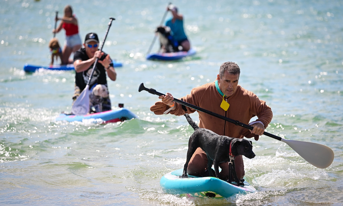 Competitors race during a heat of the Dog Masters - 2022 UK Dog Surfing Championships on July 23, 2022 in Bournemouth, England. The UK Dog Surfing Championships was held for its fourth year, taking place at Branksome Dene Chine Beach with dog surfing heats and family entertainment throughout the day. Photo: VCG