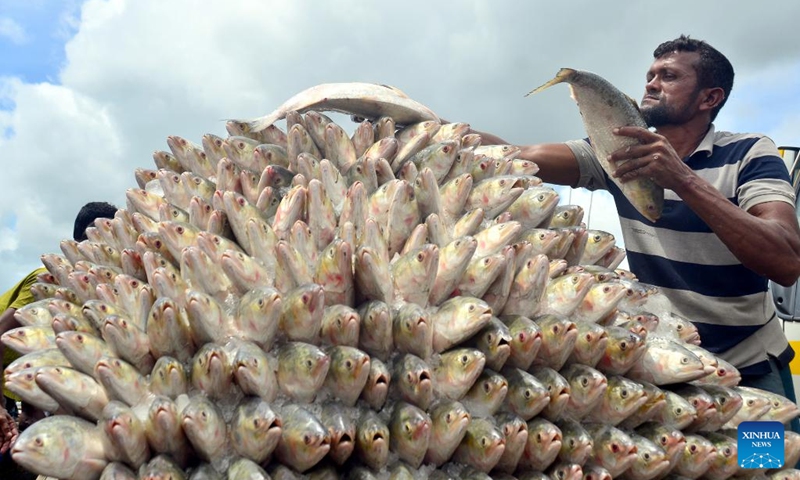 A vendor processes Hilsa fish at a fish landing station in Chattogram, Bangladesh, July 25, 2022. Bangladeshi fishermen on Monday restarted fishing in the coastal areas of the Bay of Bengal after a break of 65 days. Bangladesh banned fishing off its coast for 65 days from May 20 in order to help ensure the smooth breeding of fish and boost depleted fish stocks.(Photo: Xinhua)