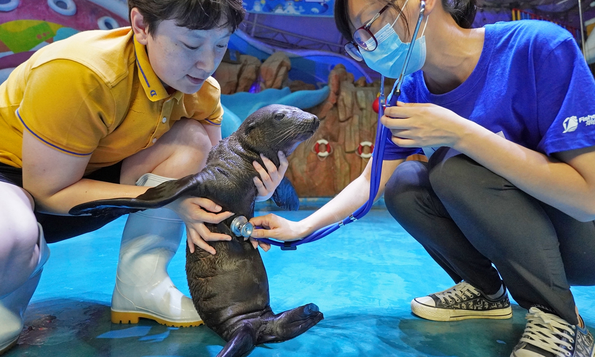 A staff member gives a baby sea lion a physical examination at an ocean park in Yantai, East China's Shandong Province on July 28, 2022, after the newborn sea lion made its first appearance to the public. Photo: VCG