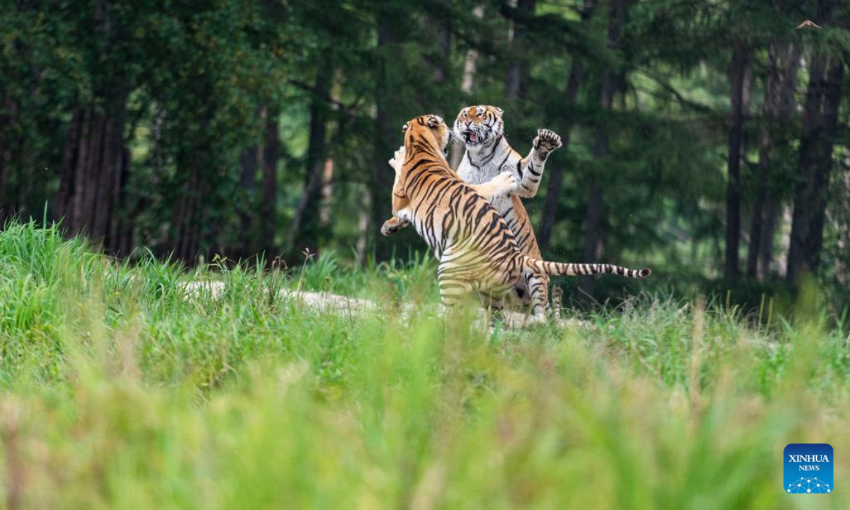 Latest travel itineraries for Hengdaohezi Siberian Tiger Park in December  (updated in 2023), Hengdaohezi Siberian Tiger Park reviews, Hengdaohezi  Siberian Tiger Park address and opening hours, popular attractions, hotels,  and restaurants near