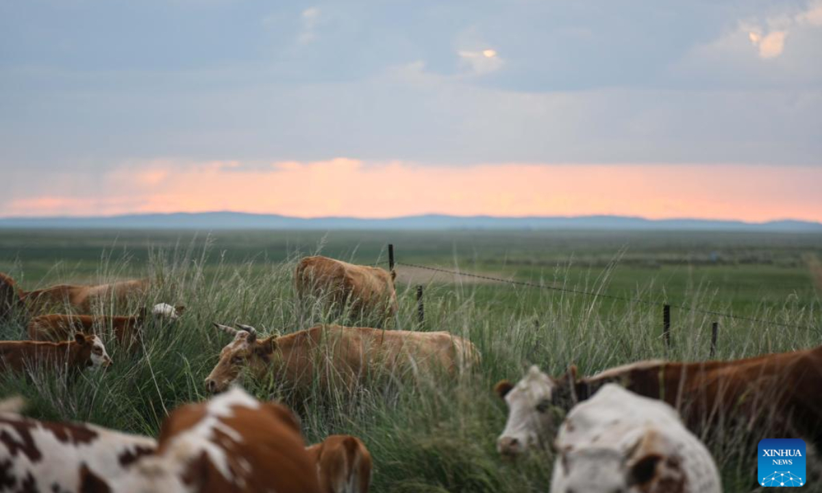 Photo taken on July 27, 2022 shows a herd of cattle on a grassland in East Ujimqin Banner of Xilingol League, north China's Inner Mongolia Autonomous Region. Photo:Xinhua