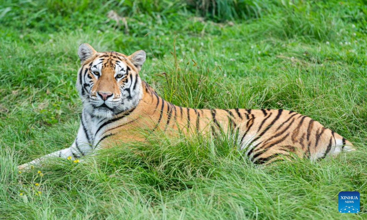 A Siberian tiger rests at the feralization training area under the China Hengdaohezi Feline Breeding Center in northeast China's Heilongjiang Province, July 29, 2022. Tourists came to the China Hengdaohezi Feline Breeding Center in Hailin City on Friday in a way to observe the annual International Tiger Day, also known as Global Tiger Day, which falls on July 29. Photo:Xinhua