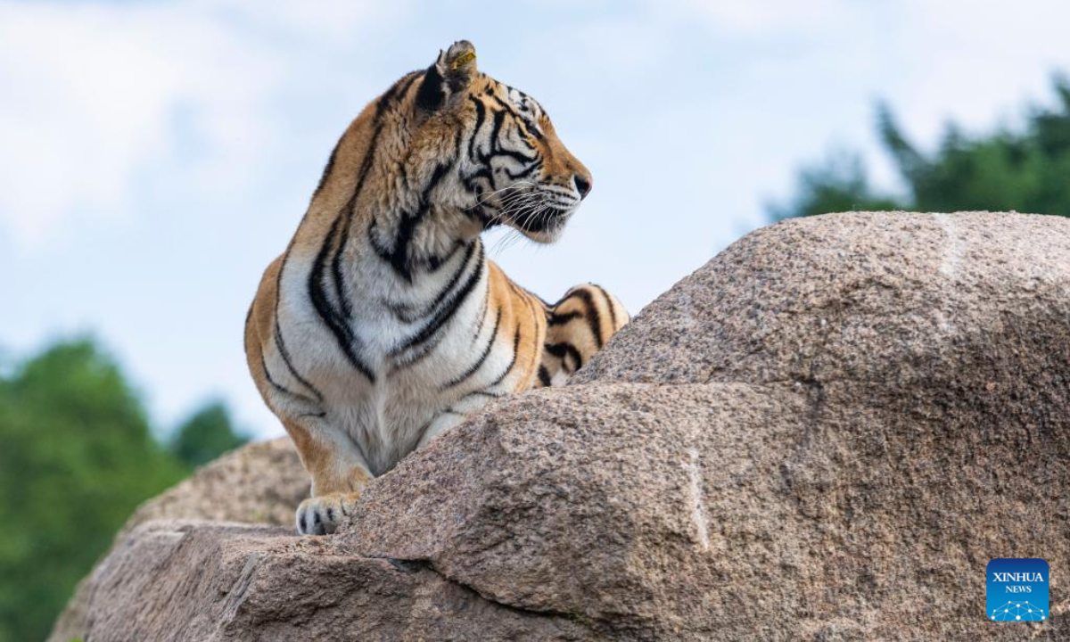 A Siberian tiger rests on a rock at the feralization training area under the China Hengdaohezi Feline Breeding Center in northeast China's Heilongjiang Province, July 29, 2022. Tourists came to the China Hengdaohezi Feline Breeding Center in Hailin City on Friday in a way to observe the annual International Tiger Day, also known as Global Tiger Day, which falls on July 29. Photo:Xinhua