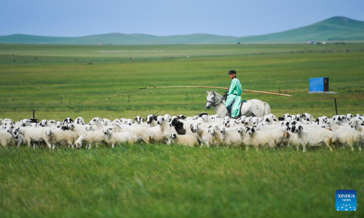 A herdsman herds livestock on a grassland in Xilingol League, north China's Inner Mongolia Autonomous Region, July 27, 2022. Photo:Xinhua