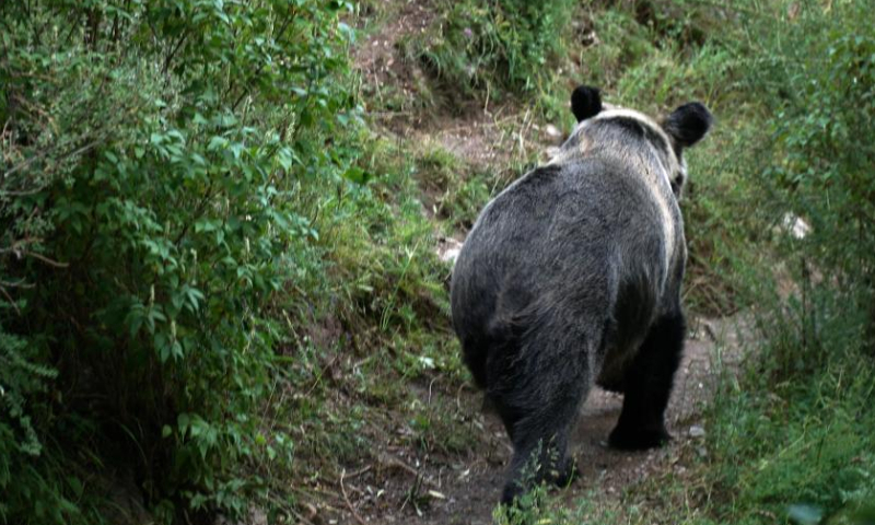 Photo taken on Aug. 4, 2022 shows a wild brown bear in Xianggu Village of Batang Township, Yushu Tibetan Autonomous Prefecture, northwest China's Qinghai Province. Photo: Xinhua