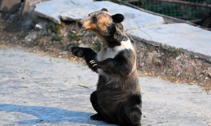 Photo taken on Aug. 4, 2022 shows a wild brown bear in Xianggu Village of Batang Township, Yushu Tibetan Autonomous Prefecture, northwest China's Qinghai Province. Photo: Xinhua