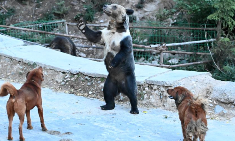 Photo taken on Aug. 4, 2022 shows a wild brown bear confronting domestic dogs in Xianggu Village of Batang Township, Yushu Tibetan Autonomous Prefecture, northwest China's Qinghai Province. Photo: Xinhua