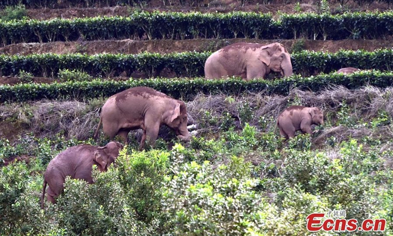 A herd of wild Asian elephants and a calf wander in the village of Mankelao, Puer, southwest China's Yunnan Province, July 31, 2022. Monitors have closely managed to follow the wild Asian elephants in Yunnan. (Photo: China News Service/Li Jiaxian)