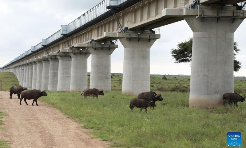 Several buffaloes pass through the animal passages of the Nairobi National Park Super Major Bridge equipped with noise deflectors in Nairobi, Kenya, on May 19, 2021. The Chinese-built Mombasa-Nairobi Standard Gauge Railway (SGR) has just celebrated its fifth anniversary of safe operation.(Photo: Xinhua)