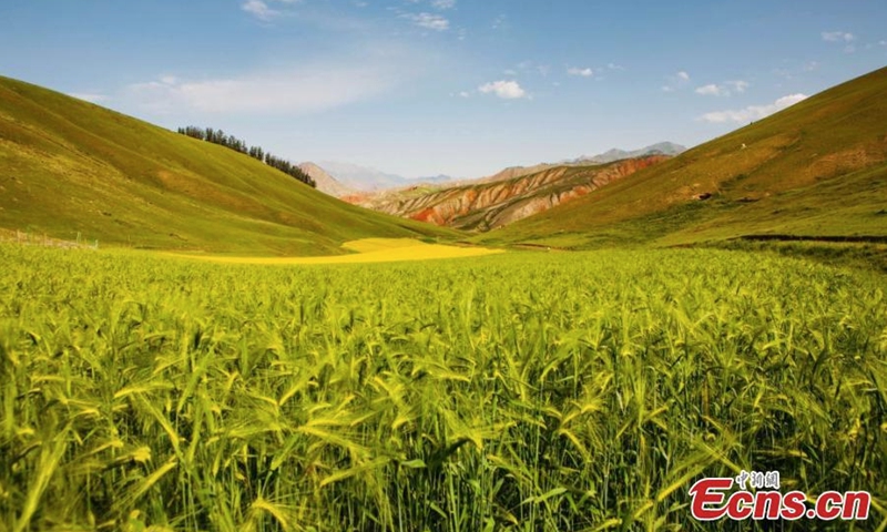 Magnificent summer scenery of Zhuo'er Mountain, which features Danxia landform, in Qilian county of Haibei Tibetan autonomous prefecture, northwest China's Qinghai Province. (Photo: China News Service/Zhao Haimei)