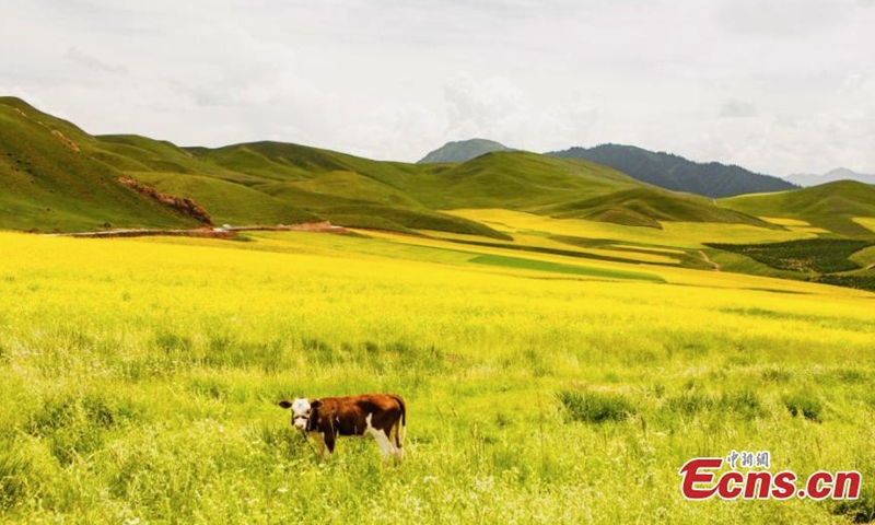 Magnificent summer scenery of Zhuo'er Mountain, which features Danxia landform, in Qilian county of Haibei Tibetan autonomous prefecture, northwest China's Qinghai Province. (Photo: China News Service/Zhao Haimei)