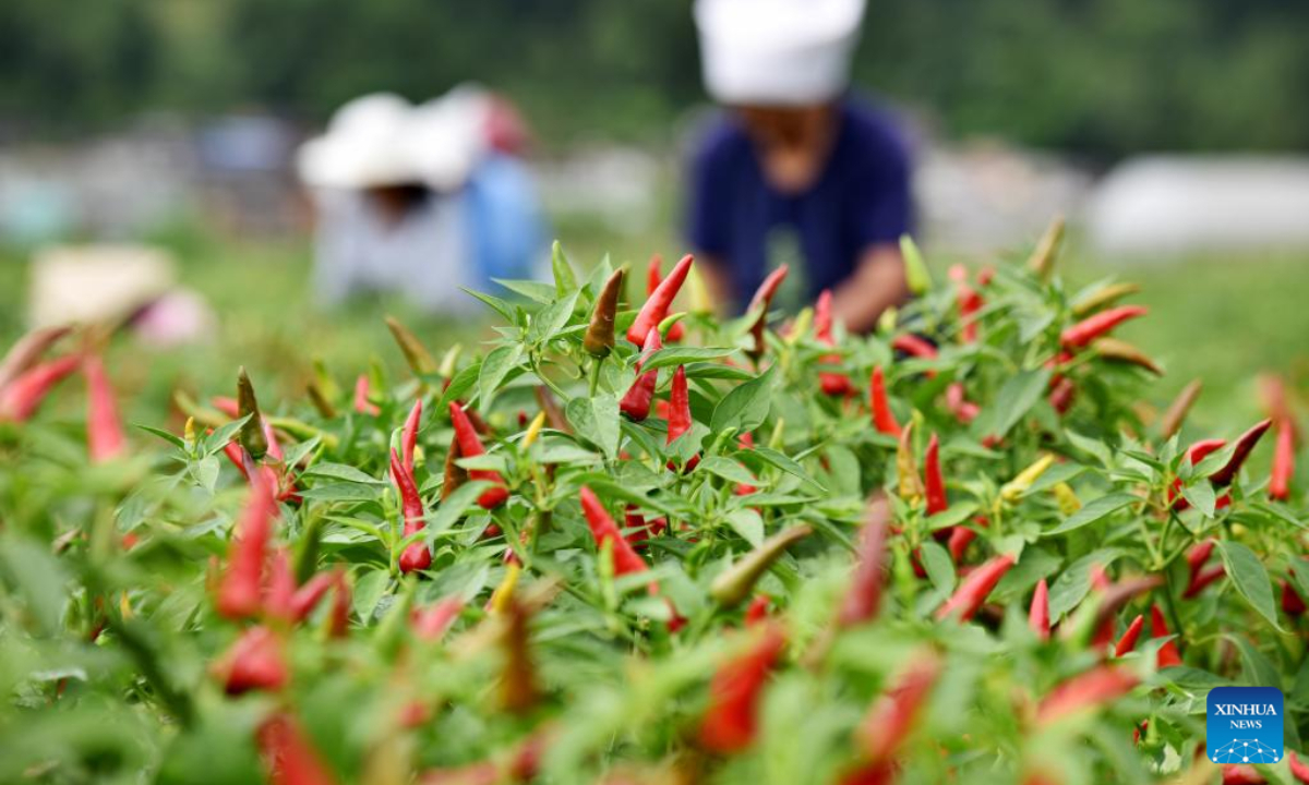 Farmers harvest chili peppers at a chili planting base in Wantanhe Township, Longli County, southwest China's Guizhou Province, Aug 12, 2022. Photo:Xinhua