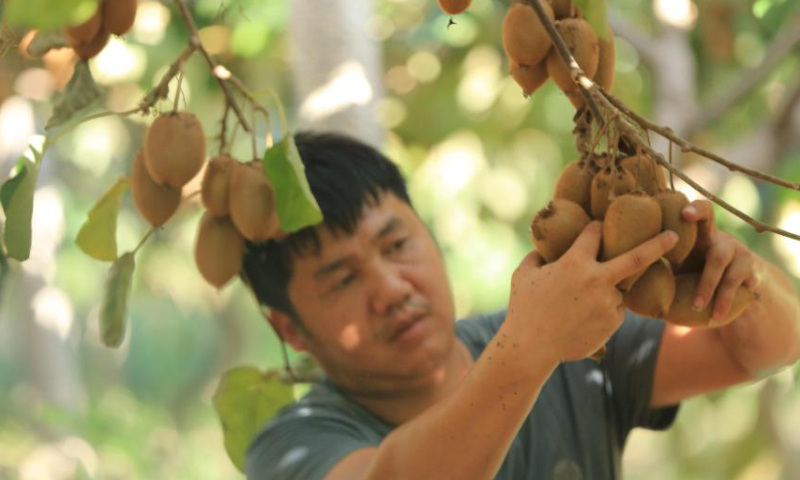 A villager picks kiwi fruits at Changshou Village of Zhangjiajie City, central China's Hunan Province, on Aug. 13, 2022.  Photo: Xinhua