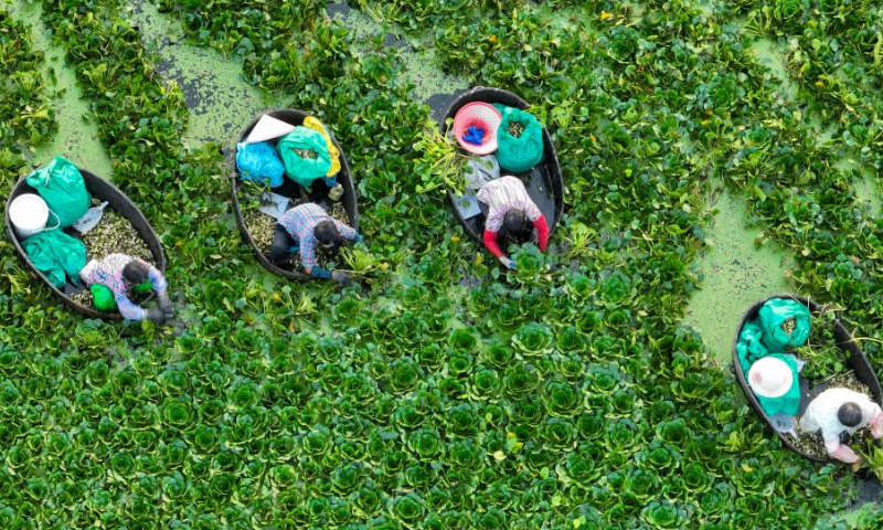 Aerial photo taken on Aug. 13, 2022 shows villagers picking water caltrops in Bianzhuang Village of Taizhou City, east China's Jiangsu Province. Photo: Xinhua