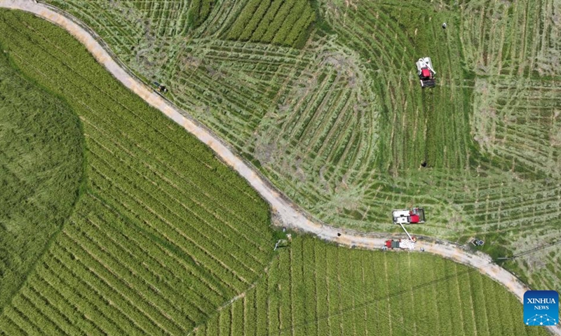 Aerial photo taken on Aug. 11, 2022 shows reapers harvesting hybrid rice seeds at a hybrid rice seed production base in Zhouping Village of Qiandongnan Miao and Dong Autonomous Prefecture, southwest China's Guizhou Province.(Photo: Xinhua)