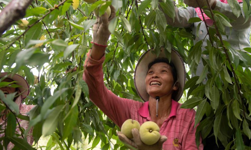 Fruit farmers pick green peaches in Dengjiawan Village of Jianghua Yao Autonomous County, Yongzhou City, central China's Hunan Province, on Aug. 13, 2022.  Photo: Xinhua