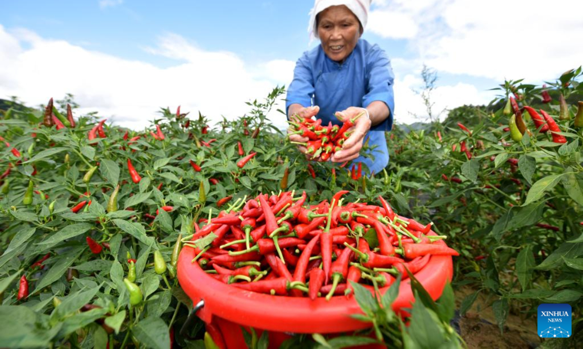 A farmer harvests chili peppers at a chili planting base in Wantanhe Township, Longli County, southwest China's Guizhou Province, Aug 12, 2022. Photo:Xinhua