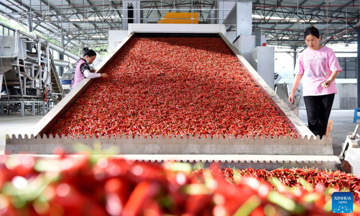 Workers work at a chili peppers processing factory in Wantanhe Township, Longli County, southwest China's Guizhou Province, Aug 11, 2022. Photo:Xinhua