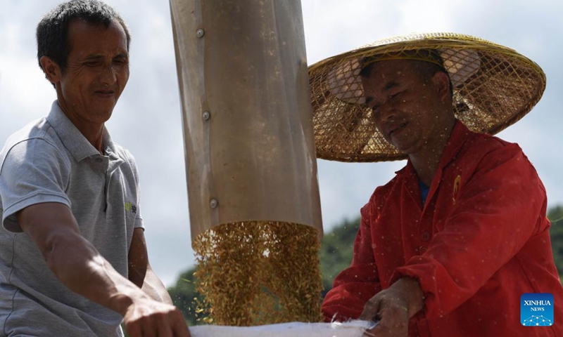 Villagers harvest hybrid rice seeds at a hybrid rice seed production base in Zhouping Village of Qiandongnan Miao and Dong Autonomous Prefecture, southwest China's Guizhou Province, Aug. 11, 2022.(Photo: Xinhua)