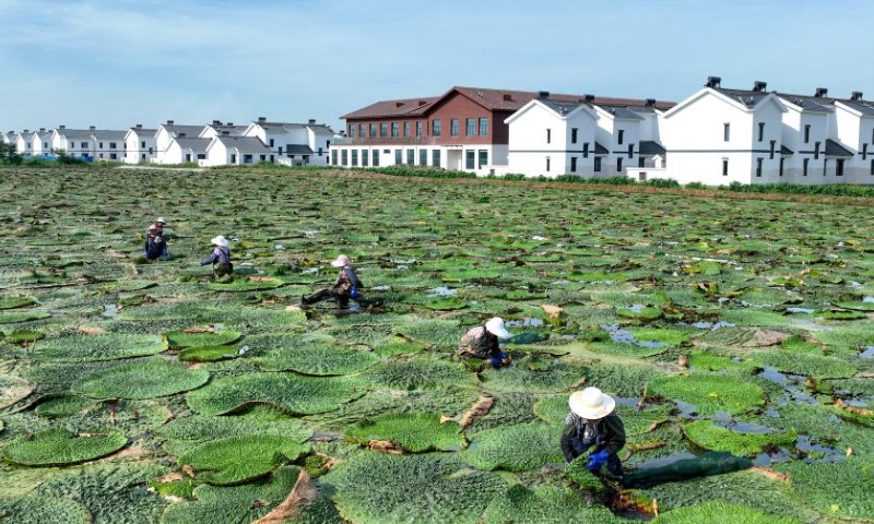 Aerial photo taken on Aug. 13, 2022 shows villagers picking gorgon fruit in Chahe Township of Huai'an City, east China's Jiangsu Province.  Photo: Xinhua