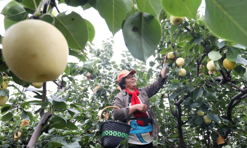 A fruit farmer picks pears at a pear orchard in Taoyuan Village of Jinzhou City, north China's Hebei Province, on Aug. 13, 2022. Photo: Xinhua