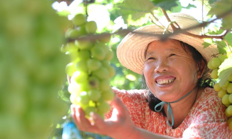 A fruit farmer picks grapes at a grape-growing base in Yonghe Township of Hengyang City, central China's Hunan Province, on Aug. 13, 2022. Photo: Xinhua