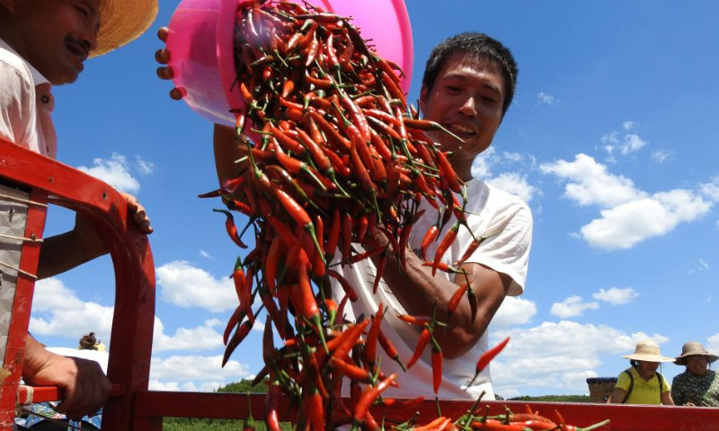 Villagers harvest peppers in Huayan Village of Dazhu County, Dazhou City, southwest China's Sichuan Province, on Aug. 12, 2022.  Photo: Xinhua