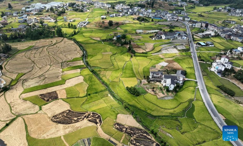 Aerial photo taken on Aug. 23, 2022 shows a view of the rice fields in Wangcao Township, Suiyang County of southwest China's Guizhou Province. (Xinhua/Yang Ying)