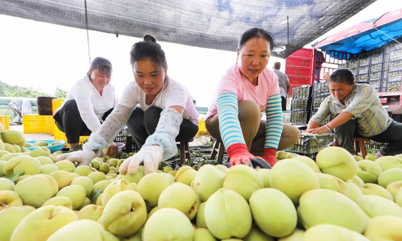 Villagers sort peaches in Xiazhai Village of Cengong County, Qiandongnan Miao and Dong Autonomous Prefecture, southwest China's Guizhou Province, Aug. 22, 2022. Tuesday marks the Chushu of the solar terms. The scorching summer is going to pass by after this day. (Photo by Luo Hui/Xinhua)