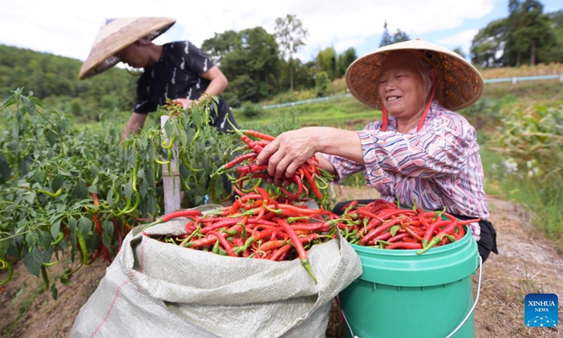 Villagers harvest chili peppers in Fengba Village of Cengong County, Qiandongnan Miao and Dong Autonomous Prefecture, southwest China's Guizhou Province, Aug. 22, 2022. Tuesday marks the Chushu of the solar terms. The scorching summer is going to pass by after this day. (Photo by Tang Peng/Xinhua)