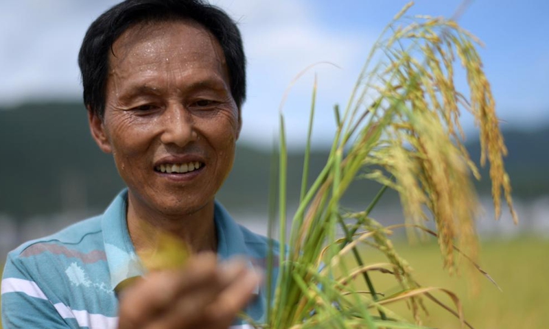 A farmer checks the maturity of rice grains in Wangcao Township, Suiyang County of southwest China's Guizhou Province, Aug. 23, 2022. (Xinhua/Yang Ying)