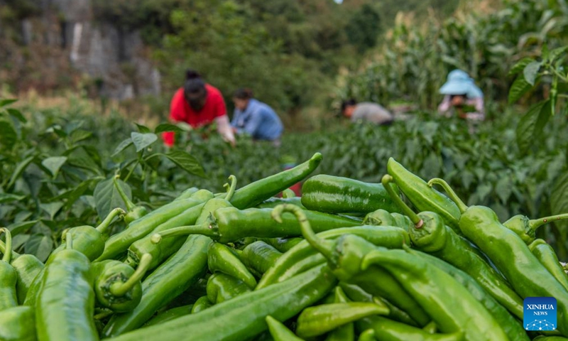 Villagers harvest chili peppers in Longping Village, Bijie City, southwest China's Guizhou Province, Aug. 22, 2022. Tuesday marks the Chushu of the solar terms. The scorching summer is going to pass by after this day. (Photo by Li Hua/Xinhua)