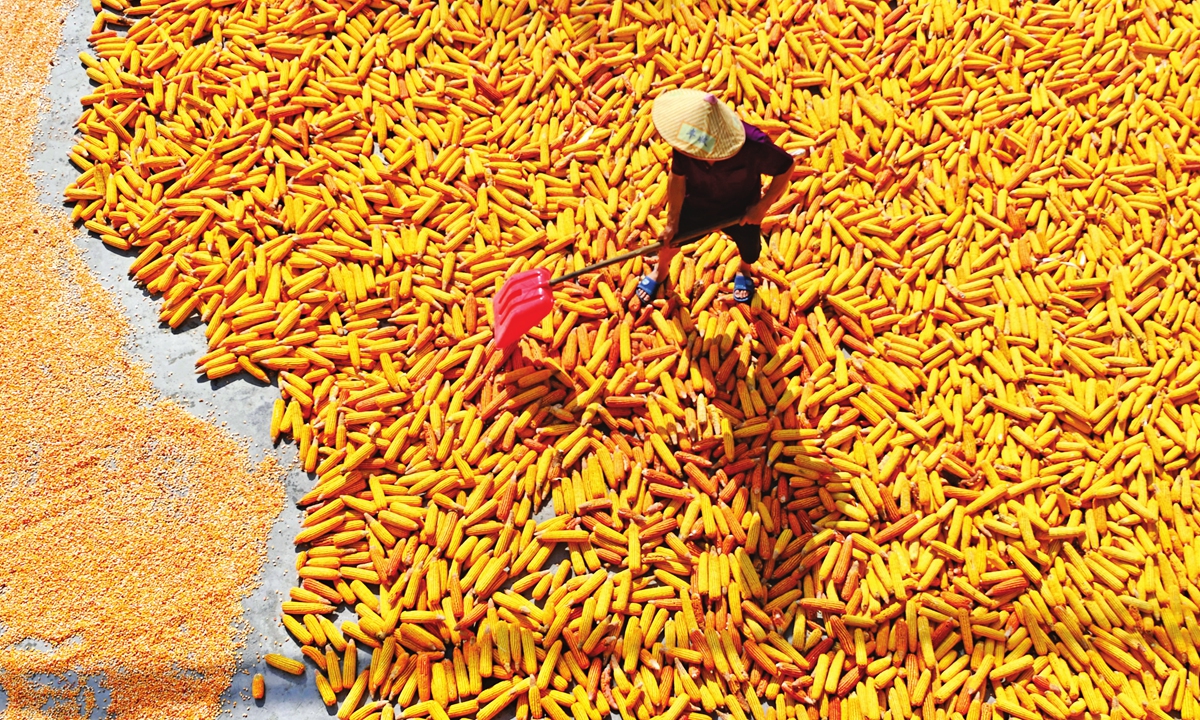 A villager is busy drying corn in Guanba village in Tujia and Miao autonomous county, Southwest China's Chongqing Municipality on August 15, 2022. Photo: IC