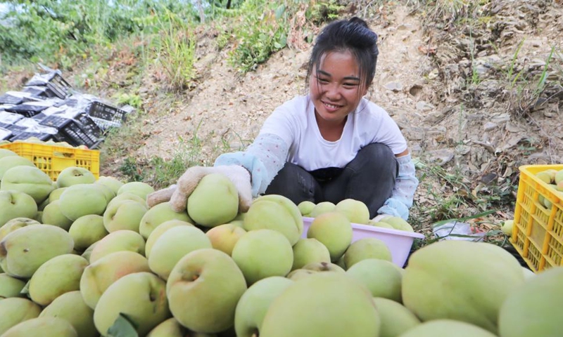 Villagers sort peaches in Xiazhai Village of Cengong County, Qiandongnan Miao and Dong Autonomous Prefecture, southwest China's Guizhou Province, Aug. 22, 2022. Tuesday marks the Chushu of the solar terms. The scorching summer is going to pass by after this day. (Photo by Luo Hui/Xinhua)