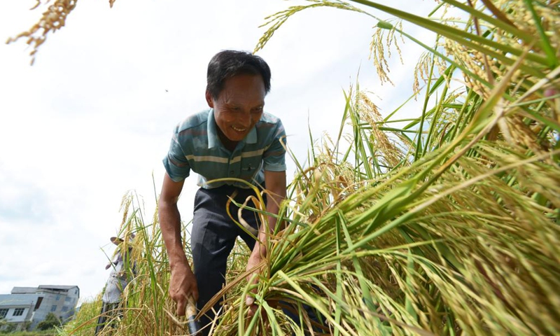 A farmer harvests rice in Wangcao Township, Suiyang County of southwest China's Guizhou Province, Aug. 23, 2022. (Xinhua/Yang Ying)