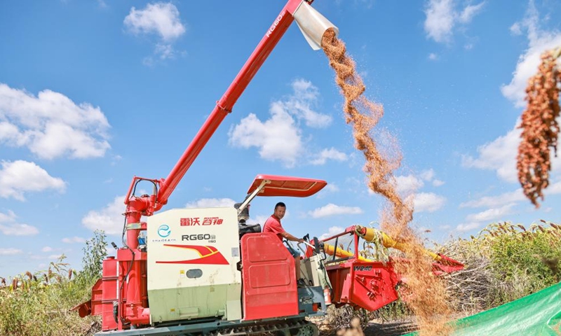 A villager drives a harvester to harvest sorghum in Minzhu Village, Zunyi city, southwest China's Guizhou Province, Aug. 22, 2022. Tuesday marks the Chushu of the solar terms. The scorching summer is going to pass by after this day. (Photo by Luo Xinghan/Xinhua)