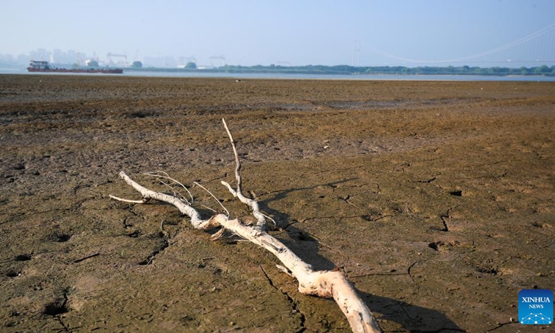 Photo taken on Aug. 22, 2022 shows the tidal-flat area in Yangzhou section of Yangtze River, east China's Jiangsu Province. Yangzhou section of Yangtze River saw the decrease of water level in recent days due to less rainfall and continuous high temperature.(Photo: Xinhua)