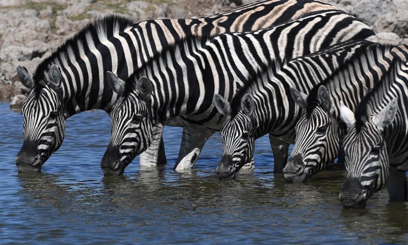 Animals In Namibia's Etosha National Park - Global Times