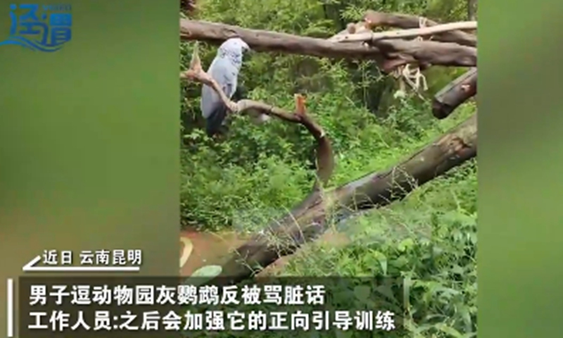 A tourist posted a video online to share his experience of being cursed at by a parrot in the Yunnan Wildlife Park, Southwest China's Yunnan Province on August 28, 2022. Screenshot of Jingwei Video